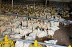 Giá gia cầm hôm nay 20/5: Giá gà công nghiệp giảm 1.000 đồng/kg, cách chống nóng cho ngan hiệu quả