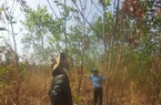 Gia Lai: Hàng chục hecta rừng trồng chết bất thường giữa mùa nắng nóng 