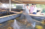 Đây là con đặc sản dân Phú Yên nuôi dày đặc trong bể xi măng, kéo lên cả làng ai cũng tò mò muốn xem