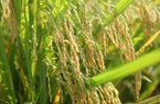 Mãn nhãn với cánh đồng lúa Thiên ưu 8 mới
