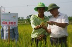 Bộ giống lúa của ThaiBinh Seed khẳng định chất lượng, cho năng suất vượt trội trên những cánh đồng Nghệ An