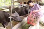 Vốn ưu đãi Ngân hàng Chính sách xã hội mở lối làm ăn cho nông dân nghèo Tuyên Quang
