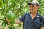 Trồng bưởi Diễn VietGAP, một HTX ở Hòa Bình thu 8 tỷ đồng mỗi năm