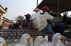 Giá gia cầm hôm nay 22/5: Gà, vịt chững giá; không khí lạnh đang về, cần làm gì để bảo vệ đàn gà, vịt?