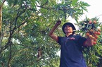 Hải Dương: Nông dân Thanh Hà hái thứ quả ngon dù nắng nóng, hễ bán là được giá hời, cả làng vui