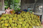 Cho sầu riêng “tắm” nước tăng lực để trái chín đều