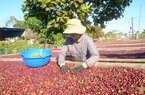 Loại cà phê được trồng đầu tiên ở Việt Nam không ngờ lại được Trung Quốc ưa chuộng, sức mua tăng tới 1.077,6%
