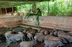 Nuôi thứ heo "bắt ăn kham khổ", ông nông dân Đắk Nông bán 150.000 đồng/kg vẫn cứ nhiều người mua