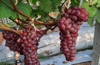 Một nông dân Hải Dương đổi đời khi trồng nho Hạ Đen, làm cây giống