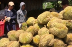 Thị trường Trung Quốc gặp khó, sầu riêng Việt Nam chuyển hướng sang Ấn Độ