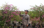 Hà Nội: Vay vốn Quỹ HTND trồng hoa giấy, trồng cây ăn quả, nông dân Gia Lâm thu nhập cao