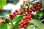 Giá cà phê hai sàn lại tăng, cà phê nội trở lại ngưỡng 61.000 đồng/kg