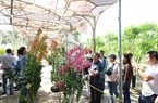 Đây là những chậu hoa lan đạt giải Nhất tại một hội thi tổ chức ở Khánh Hòa
