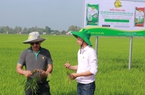 Nhà cung cấp thiết bị bay và phân bón "bắt tay" nhau giúp nông dân trồng lúa