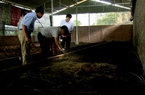 Nuôi lợn không tắm, không rửa chuồng, không giọt nước thải ra môi trường