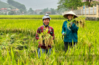 Nắng nóng gay gắt, nông dân Phú Thọ vẫn cười tít mắt thu hoạch vụ lúa chiêm xuân 2023 