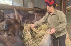 Đây là các mô hình kinh tế hiệu quả giúp nông dân Noong Hẹt ở Điện Biên ngày càng khá giả