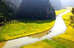 Cánh đồng lúa chín Tam Cốc ở Ninh Bình đã đẹp như phim, nay lại có cá chép vạn người càng mê