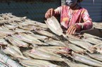 Cá khô, cá hộp trở thành "ngôi sao sáng" trong xuất khẩu