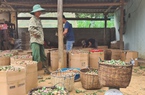 Trồng cây mận hậu trên núi, giúp đồng bào dân tộc thiểu số thu nhập cao
