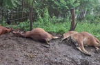 Sét đánh chết 6 con bò của một hộ nông dân ở Sơn La
