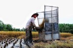Cha mẹ muốn tặng con đất trồng lúa có được không?