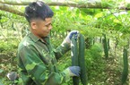 Bà con dân tộc thiểu số vùng biên giới Sơn La giàu lên nhờ chuyển đổi cơ cấu cây trồng trên đất dốc