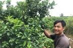 Tỷ phú nông dân ở Long An trồng loại quả bạt ngàn, bay flycam rộng mênh mông, thu tiền tỷ