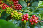 Robusta tăng trở lại phiên cuối tuần, cà phê nội thêm gần 1.000 đồng/kg trong tuần qua