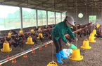 Hội Nông dân Cẩm Khê hỗ trợ hội viên, nông dân phát triển trang trại, gia trại, tăng thu nhập