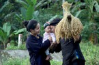 Hát ru của người Tày Bắc Kạn lưu truyền 3 - 4 thế hệ, đàn ông cũng biết ru con cháu
