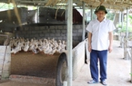 Một thầy giáo ở Hà Giang nuôi con gì, trồng cây gì mà nghỉ hưu rồi vẫn thu 300 triệu/năm?