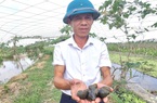 Làm giàu nhờ nuôi con đặc sản, một nông dân Ninh Bình hé lộ bí quyết chống nóng cho ốc nhồi