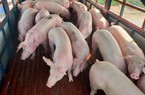 VNDirect: Giá lợn hơi trong 2 quý cuối năm có thể lên 62.000 - 65.000 đồng/kg
