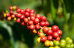 Giá cà phê giảm cả hai sàn, cà phê nội mất 300 đồng/kg