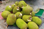Giá mít Thái hôm nay 4/5: Giảm 3.000 đồng/kg sau dịp lễ, tại sao trái mít bị thối cuống ngày càng nhiều?