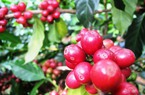 Giá cà phê hai sàn suy yếu, cà phê nội "hụt hơi" ghi nhận mức thấp nhất 51.600 đồng/kg
