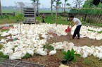 Giá gia cầm hôm nay 5/5: Giá gà trắng giảm, điểm mặt các doanh nghiệp vừa giảm giá thức ăn chăn nuôi