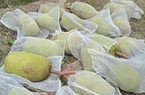 Giá mít Thái hôm nay 5/5: 2 ngày giảm 6.000 đồng/kg, thương lái lại phàn nàn vựa mít lựa khó?
