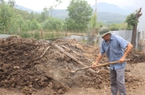Ở nhiều nơi, loại phân này có khi rơi rớt ven đường, tại Khánh Hòa lại bỗng khan hiếm, đó là loại phân gì?