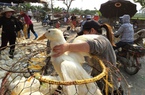 Giá gia cầm hôm nay 6/5: Giá gà công nghiệp biến động, chống nóng cho vịt vào mùa hè như thế nào?