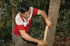 Một nông dân Lào Cai sở hữu 20 ha cây quế