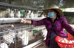Cám cảnh nuôi gà ác ở Tiền Giang, nhặt trứng mỏi tay, ngoảnh đi quay lại lỗ vẫn hoàn lỗ