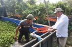 Nuôi con chả ăn tí cám nào mà thành đặc sản, một nông dân Quảng Nam khá giả hẳn lên