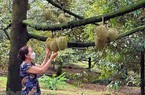 Một giống sầu riêng Việt Nam cho trái ngon đã có bán ở siêu thị lớn của nước Anh
