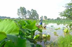 Cánh đồng mọc một loài hoa ở Nghệ An, ai nhìn cũng mê, nắng mấy cũng cố chụp ảnh, quay phim