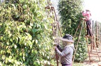 Nông dân nhiều nước bỏ trồng, Việt Nam sẽ giữ vững vị trí số 1 thế giới về sản xuất một loại hạt?