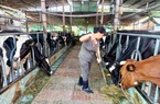 TP.HCM nỗ lực bảo vệ môi trường nông thôn