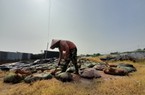 Xử lý chất thải chăn nuôi, "đồ bỏ đi" mang lại nhiều lợi ích 