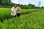 Một HTX ở Long An trồng lúa kiểu gì mà nông dân chắc cú có lời trước khi sạ lúa giống?
